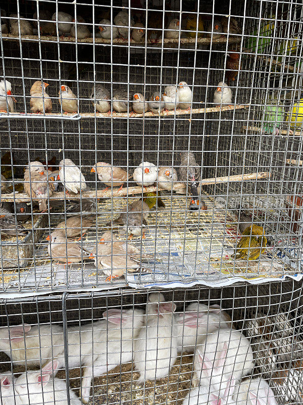 澳大利亚斑胸草雀(Taeniopygia guttata)和家兔(Oryctolagus cuniculus domesticus)堆叠的金属笼子的特写图像，重点放在前景